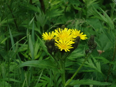 Picris japonica kamtschatica