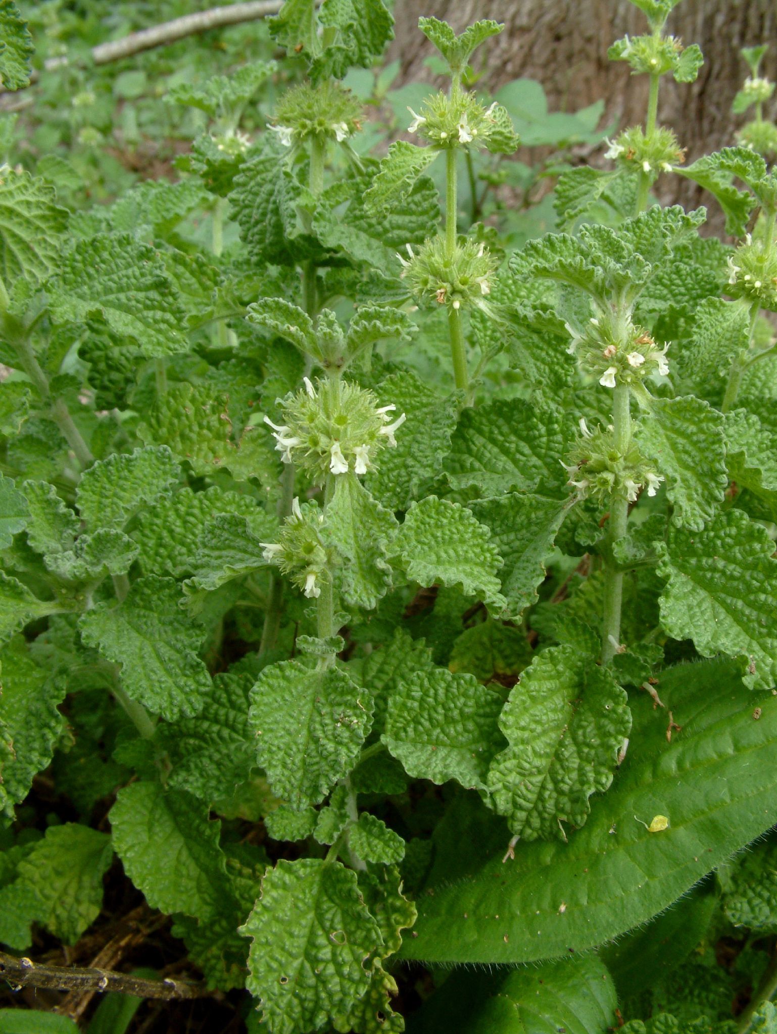 Marrubium