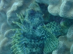 Dendrochirus barberi