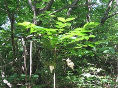Toxicodendron trichocarpum