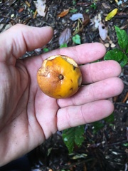 Siphonodon membranaceus