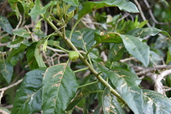 Withania aristata