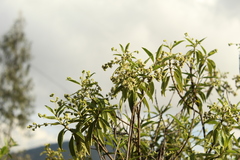 Lippia hirsuta