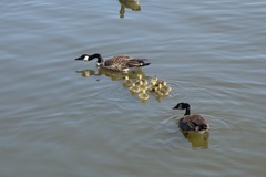 Branta canadensis