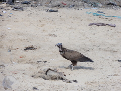 Necrosyrtes monachus