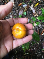 Siphonodon membranaceus