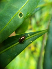 Psylliodes brettinghami