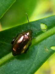 Psylliodes brettinghami