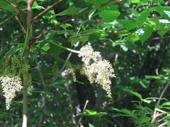 Toxicodendron trichocarpum