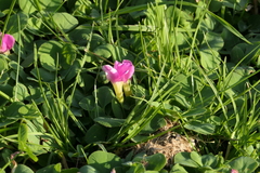 Oxalis purpurea