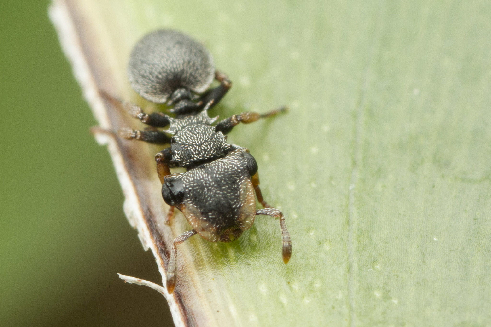 Cephalotes minutus