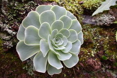 Aeonium aureum