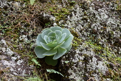 Aeonium aureum