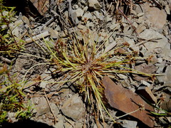 Isolepis reticularis
