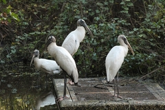 Mycteria americana image