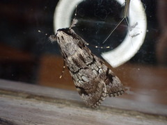 Audea tegulata