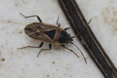 Xanthochilus quadratus