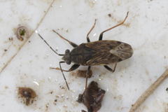 Peritrechus gracilicornis