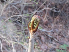 Toxicodendron trichocarpum