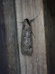 Audea tegulata