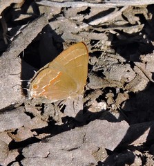 Arzecla tucumanensis