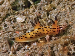 Polycera abei
