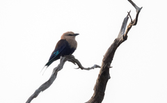 Coracias cyanogaster