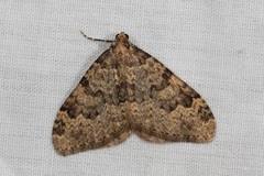 Nebula ibericata