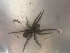 Schizocosa malitiosa