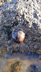 Actinia equina