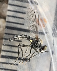 Wilcoxia