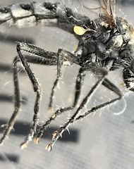 Wilcoxia