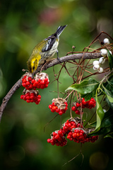 Setophaga virens