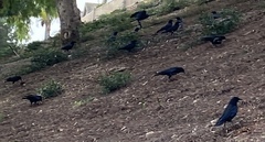 Corvus brachyrhynchos