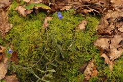 Glandora prostrata