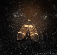 Thallarcha phalarota