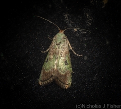 Heteromicta tripartitella