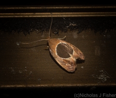 Hoplomorpha abalienella
