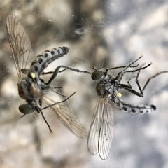 Wilcoxia