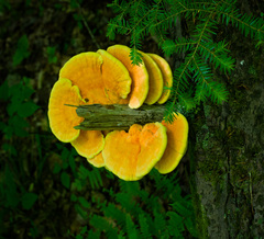 Laetiporus huroniensis
