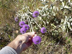 Chresta sphaerocephala