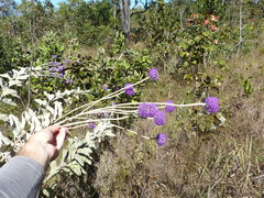 Chresta sphaerocephala