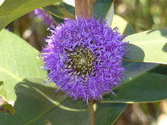 Chresta sphaerocephala