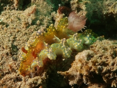 Miamira sinuata