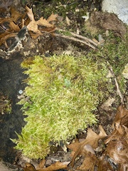 Bryoerythrophyllum columbianum