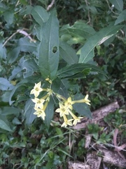 Cestrum euanthes