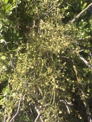 Galium latoramosum