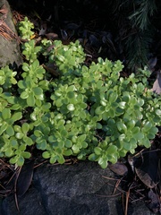 Sedum confusum