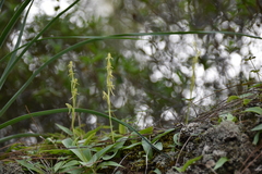 Habenaria tridactylites