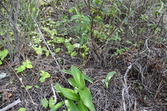 Habenaria tridactylites